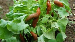 слизни съели листья растения