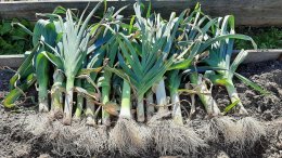 урожай порея на земле