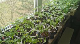 рассада на подоконнике