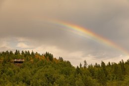 Лес и радуга летом.