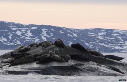 Тюлени на отдыхе.