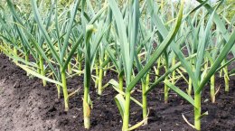 грядки с чесноком