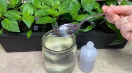 подкормка рассады