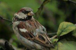 Воробей сидит на ветке