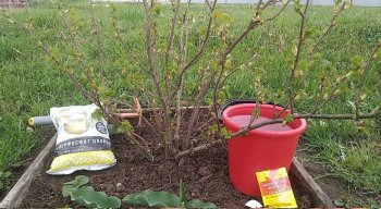 подкормка смородины