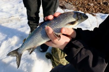 Человек держит в руках рыбу зимой