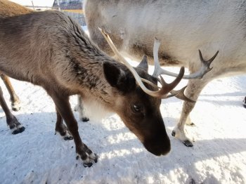 молодой северный олень в Мурманской области