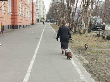 Выгул собак в Мурманске.