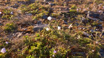 Цветы в поле.