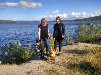 Домашние собаки в намордниках и на поводках на выгуле в Мурманской области