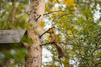 Белка на дереве.