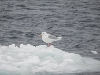 Морская птица бургомистр