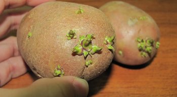 пророщенный картофель