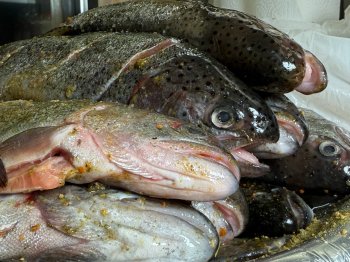 Рыба на прилавке.