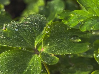 Лист с каплями дождя