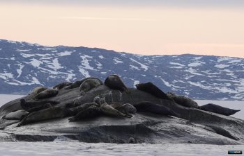 Тюлени на отдыхе.