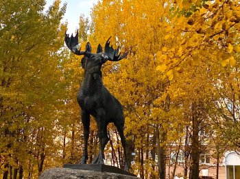 Статуя лося в Мончегорске