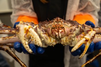 Краб камчатский