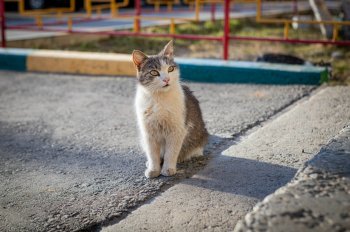 Бездомный кот.