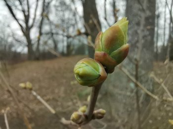 Почки весной.