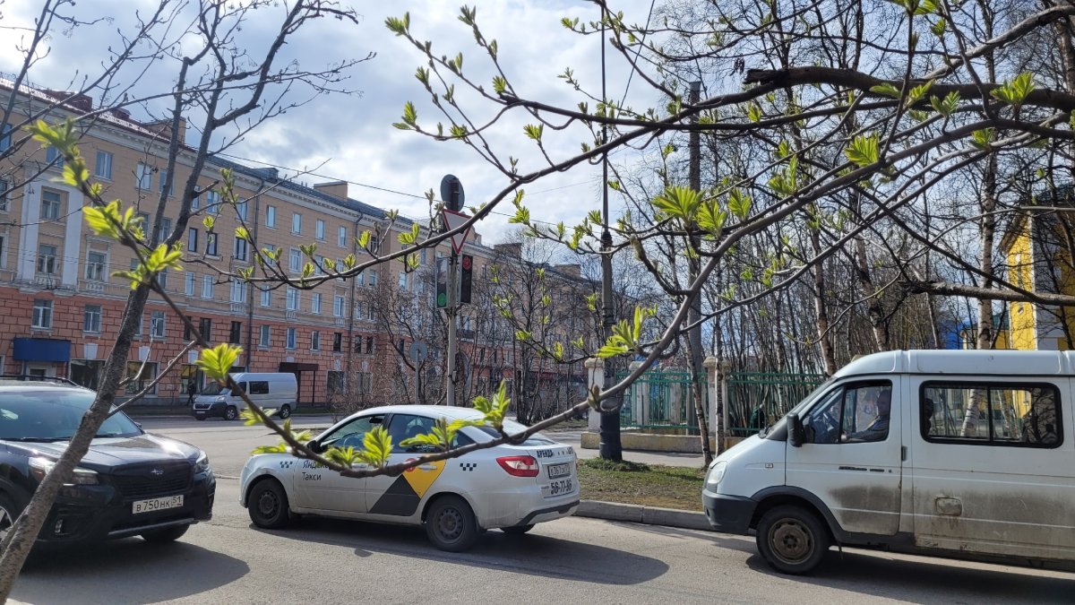 Первые зеленые листики на деревьях
