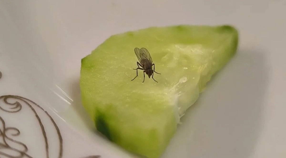 муха на огурце