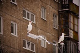 чайки в Мурманске в снегу