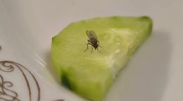 муха на огурце