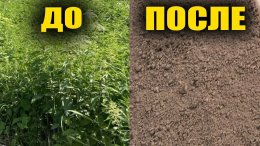 Простое средство избавляет огород от сорняков