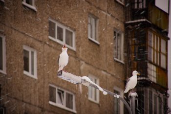 чайки в Мурманске в снегу