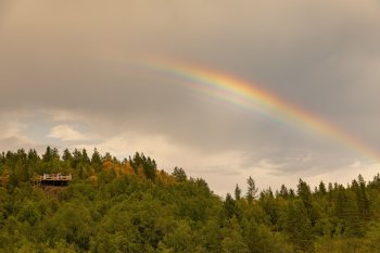 Лес в Мурманске.