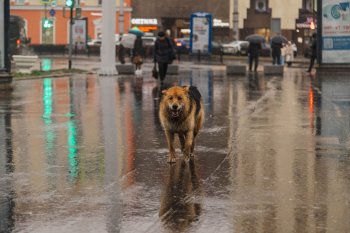 Мокрая собака идёт по тротуару под дождём.