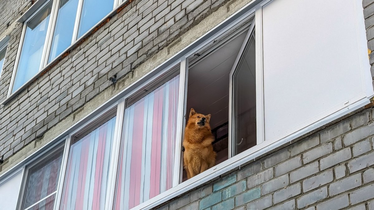 Собака смотрит из окна.