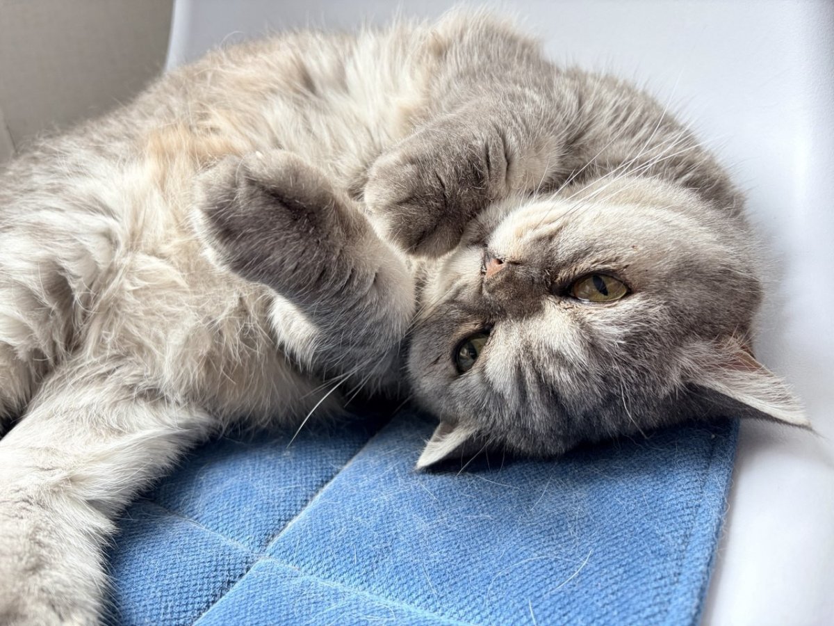 Кошка лежит.