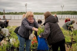 в Мурманске горожанам раздали луковицы тюльпанов