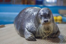Питомец Мурманского океанариума