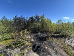 Последствия пожара в северном лесу