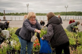 в Мурманске горожанам раздали луковицы тюльпанов