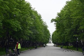 Рябиновая аллея в Североморске.
