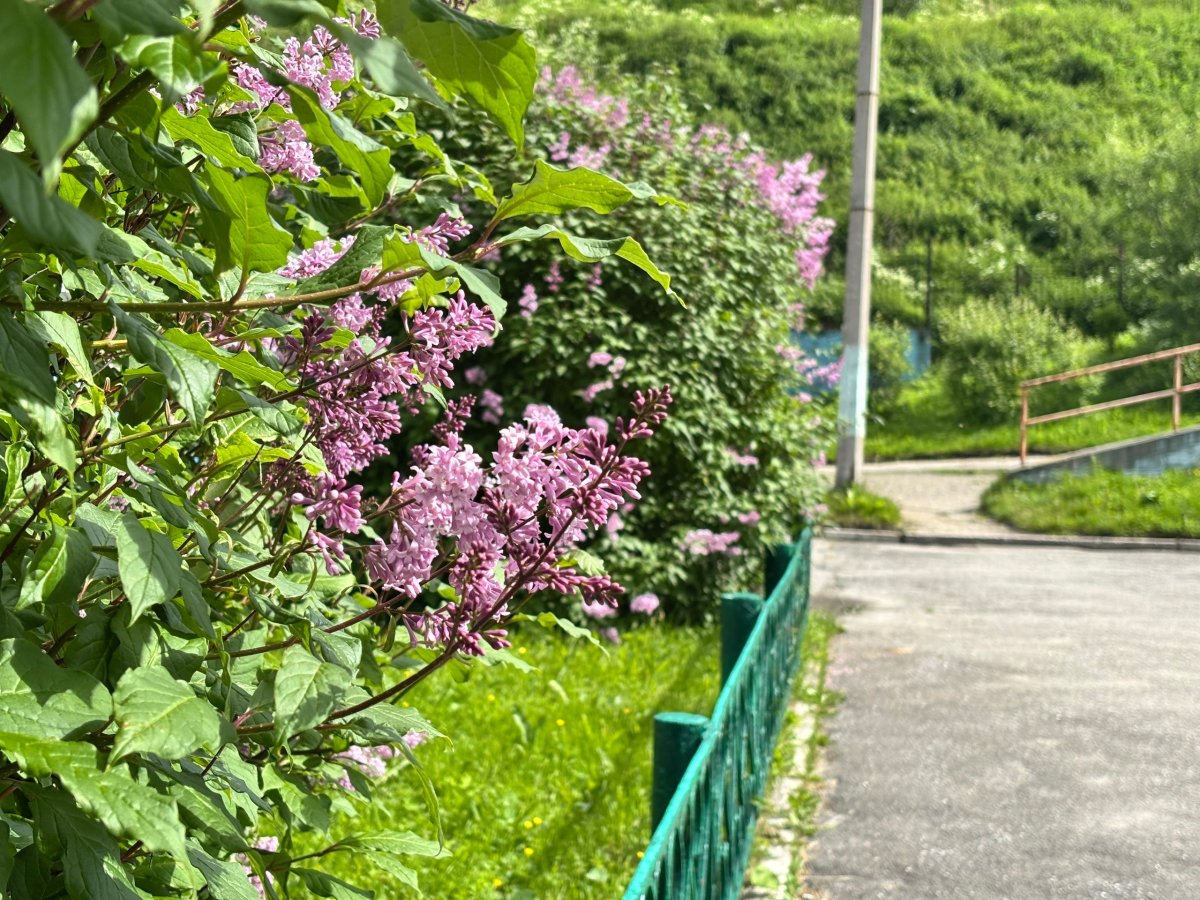 Кусты сирени