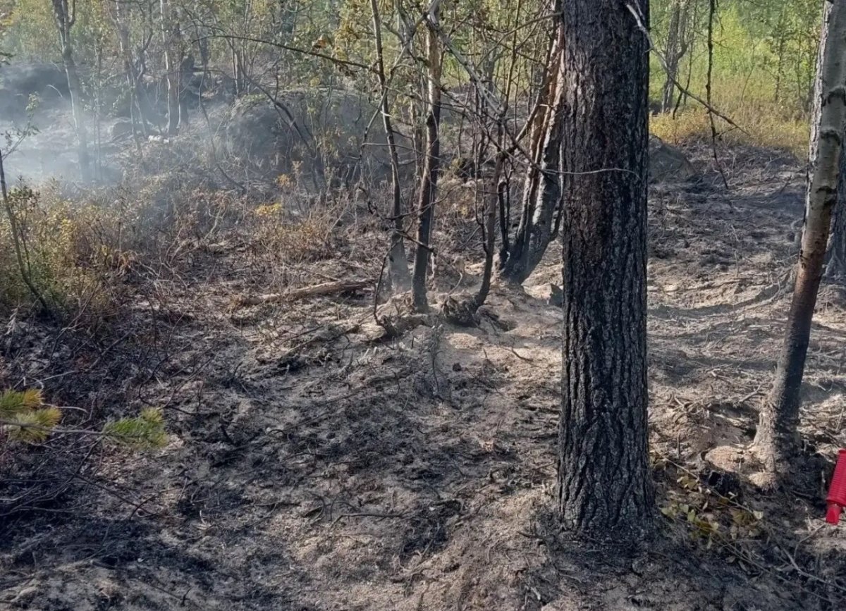 Последствия пожара в лесу