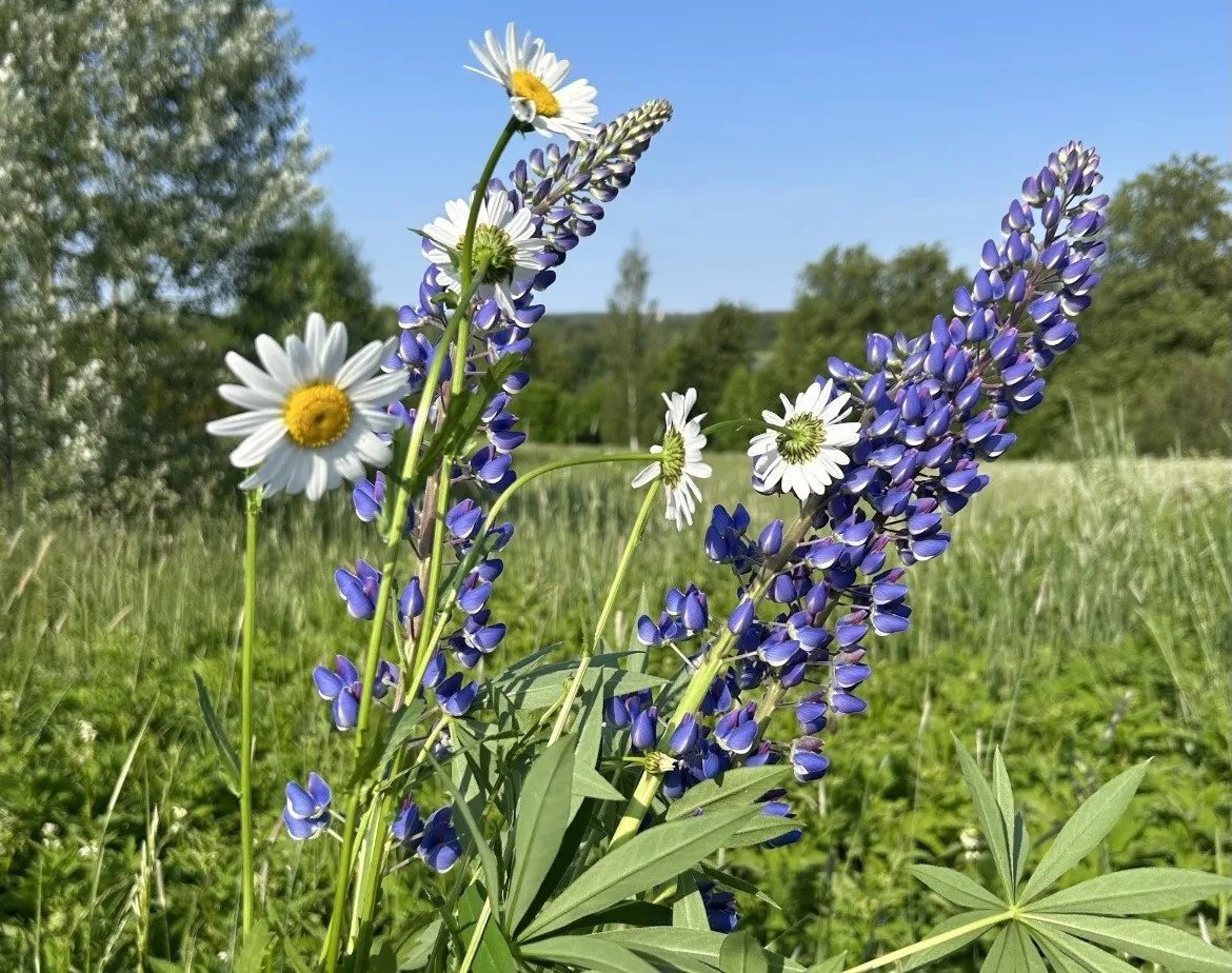 Луговые цветы.
