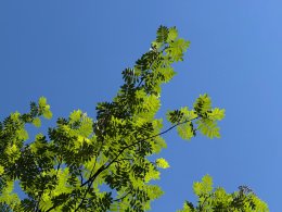 листья дерева на фоне летнего неба
