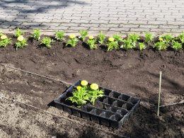 Высаживание клумбы.