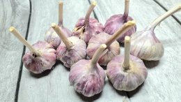 Свежевыкопанные головки чеснока разложены на сушку.