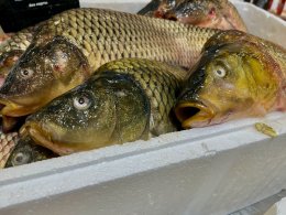 прилавок с рыбой в Мурманске