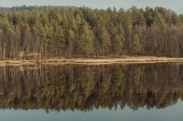 Сосновый лес в Мурманской области