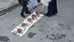 Камчатский краб.