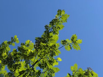 листья дерева на фоне летнего неба