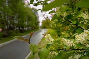 Цветущая черёмуха
